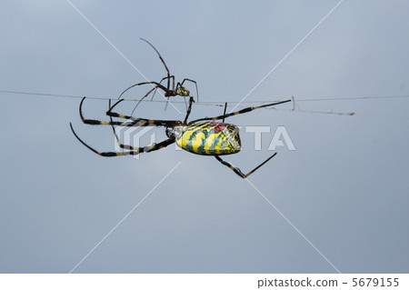 蜘蛛的父母和孩子 5679155