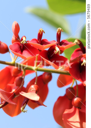 海洋紅豆 5679489