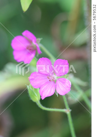 Geranium thunbergii 5679532