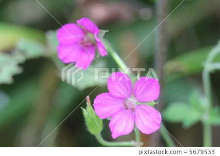 元野翔子 元野翔子 5679533