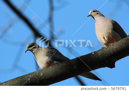 兩個Nageki Butat 兩個Nageki Butat 5679791