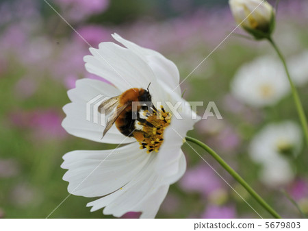 蜜蜂和宇宙 5679803