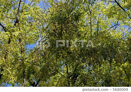 Sophoro豆果實 5680009