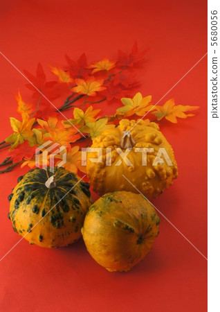 Pumpkins for viewing 5680056