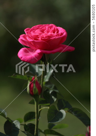 玫瑰粉色的一塊 5680105