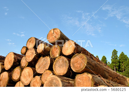 Fungus cedar Fungus cedar 5680125