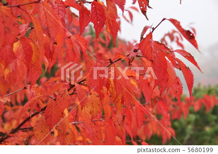 Autumn leaves Autumn leaves 5680199