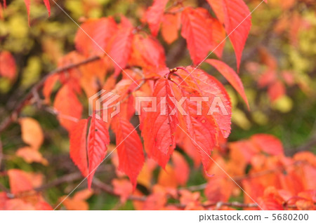 Autumn leaves Autumn leaves 5680200
