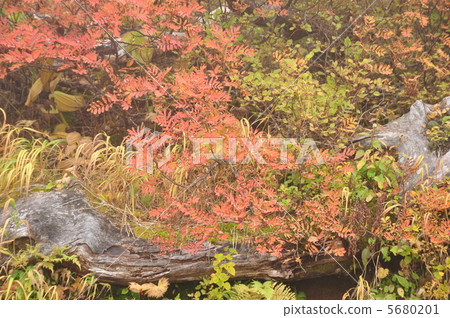 Autumn leaves Autumn leaves 5680201