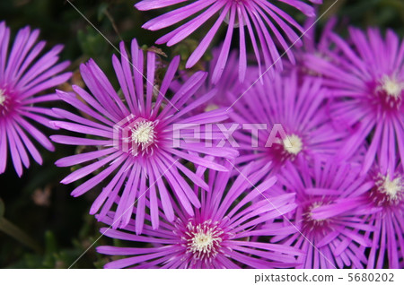 Livingston Daisy Livingston Daisy 5680202