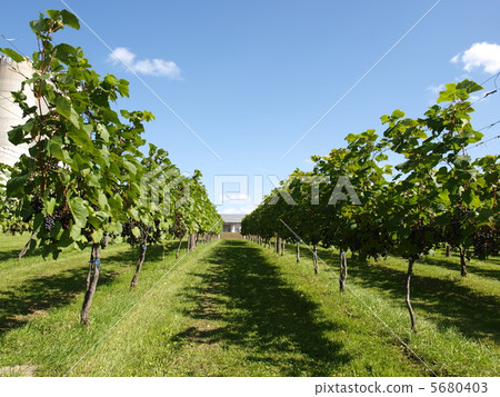 秋天的葡萄園 5680403