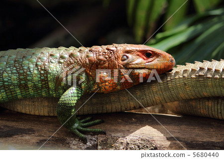 Guinea Caiman Lizard Guinea Caiman Lizard 5680440