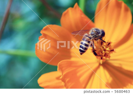 Bees and Cosmos Bees and Cosmos 5680463