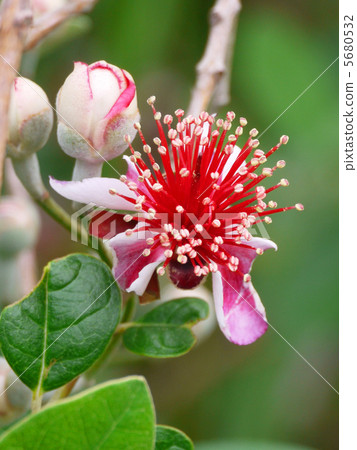 Feijoa's flower Feijoa's flower 5680532