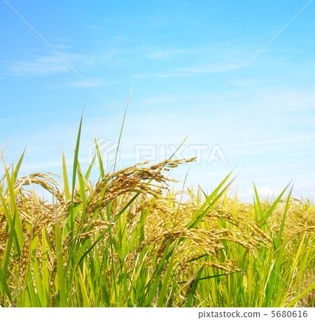 Clear sky and rice 5680616
