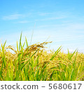 Fine weather and rice 2 5680617