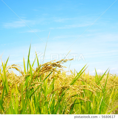 Fine weather and rice 2 Fine weather and rice 2 5680617