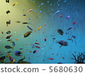 Aquarium 5680630