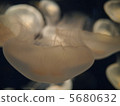 Jellyfish 5680632