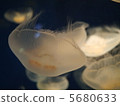 Jellyfish 5680633