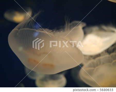 Jellyfish Jellyfish 5680633