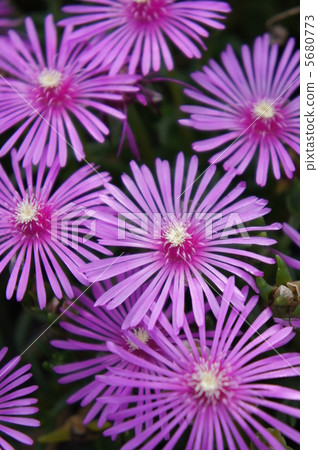 Livingston Daisy 5680773
