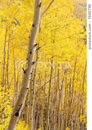 Aspen forest 5680796