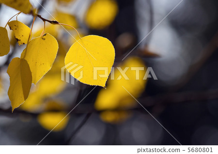 阿斯彭的秋葉 5680801