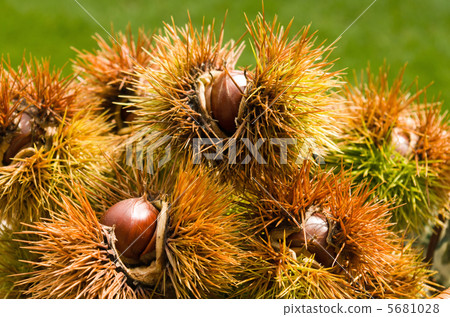 Yamaguri (Shiba) 5681028