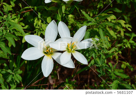 白花 白花 5681107