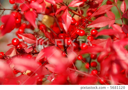 Southern Southern 5681120