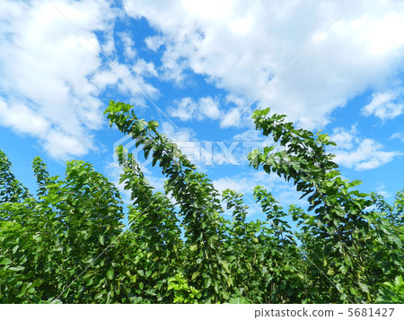 Mulberry field in autumn 5681427