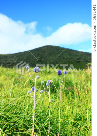 Thade Marsh Higotai 5681441