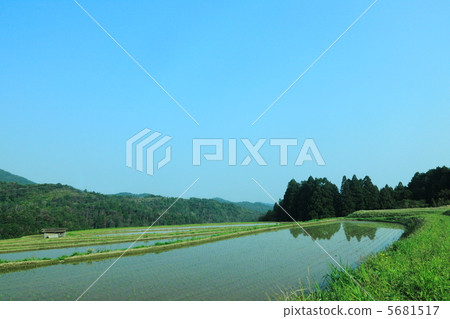 水稻梯田 5681517