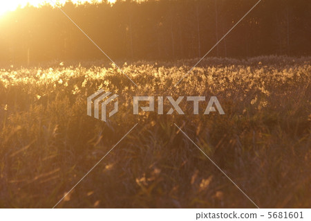 Autumn sunset set in Kushiro Marsh Autumn sunset set in Kushiro Marsh 5681601