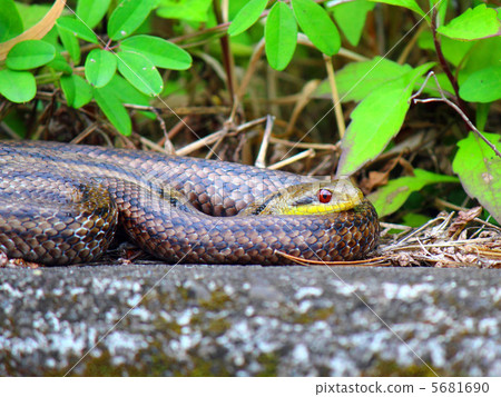Shimate snake 5681690
