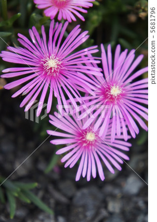 Livingston Daisy 5681796