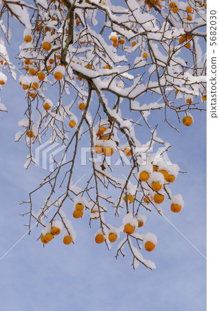 Persimmon with snow Persimmon with snow 5682030
