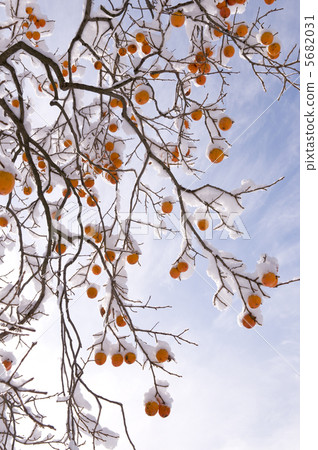 柿子與雪 柿子與雪 5682031
