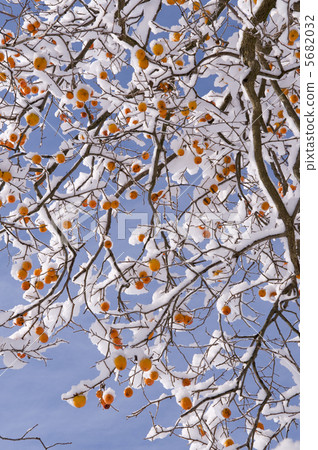 Persimmon with snow 5682032