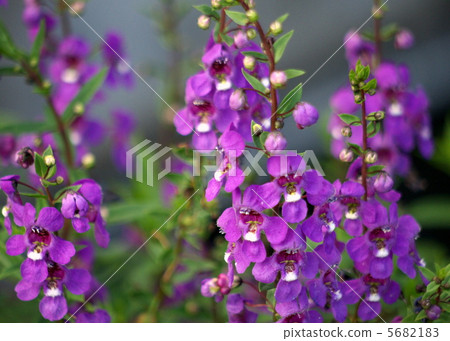 Angelonia 5682183
