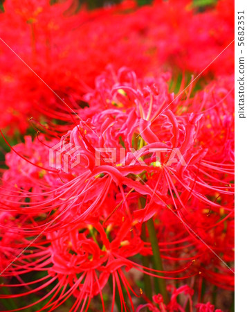 群集孤挺花 群集孤挺花 5682351