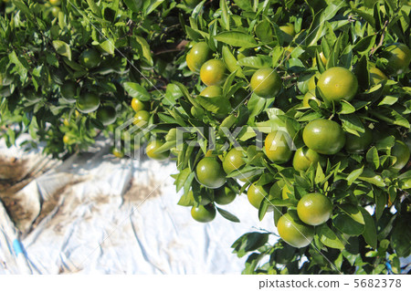 水果未成熟的橘子 水果未成熟的橘子 5682378