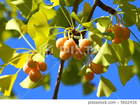 Ginkgo noodles Ginkgo noodles 5682438