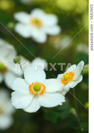 White Shumeigiku White Shumeigiku 5682605