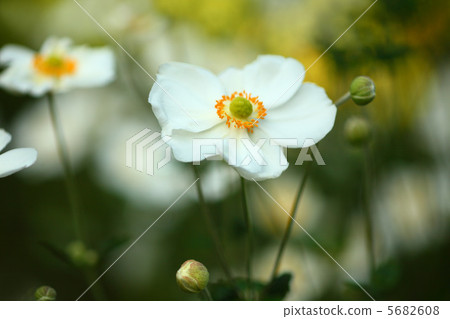 White Shumeigiku White Shumeigiku 5682608