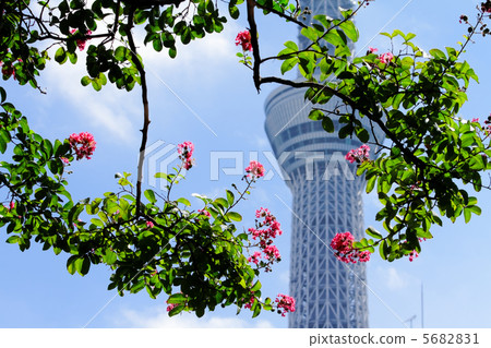 A dark pink colored flower of Sumida Park where the blue sky spreads and the Tokyo Sky Tree A dark pink colored flower of Sumida Park where the blue sky spreads and the Tokyo Sky Tree 5682831