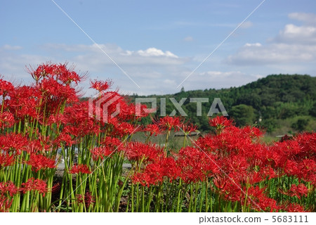 Pearl red in a drawstring 5683111