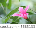 Hibiscus 5683133
