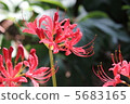 red spider lily 5683165